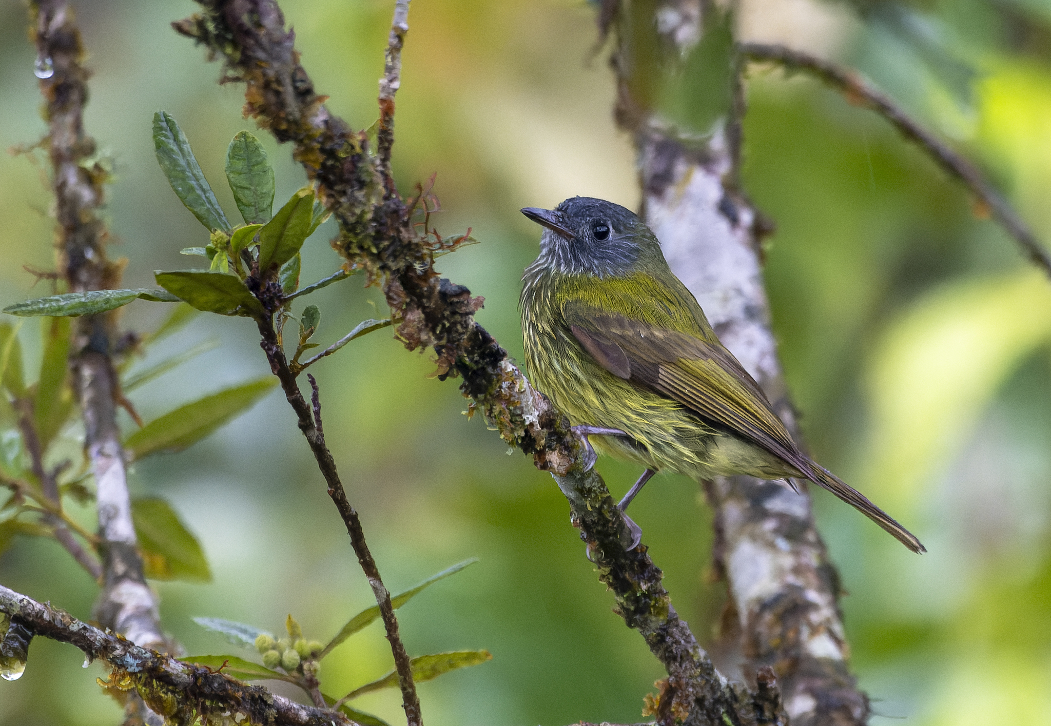 Streak-necked Flycatcher (Mionectes striaticollis), photo 3