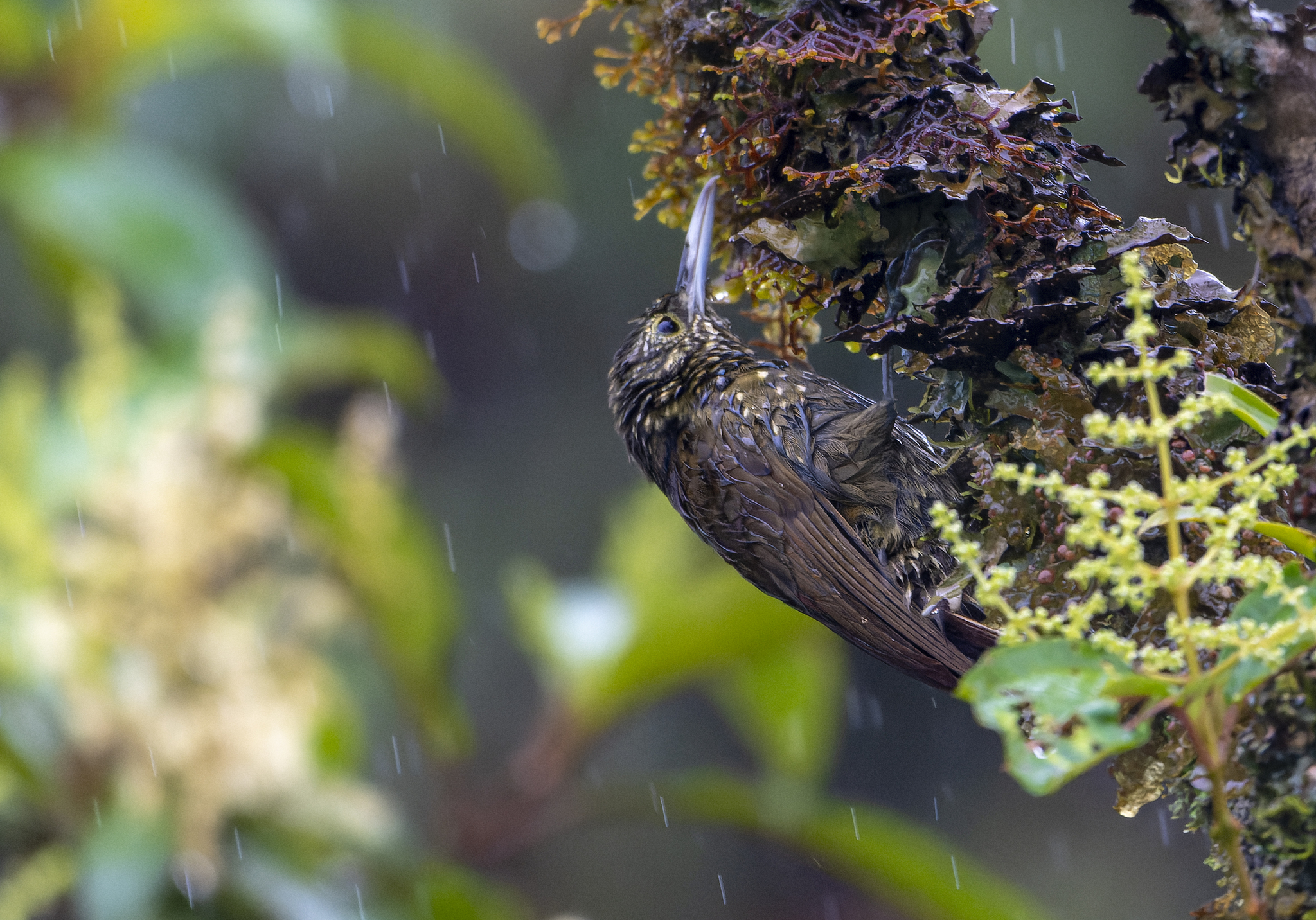 Olive-backed Woodcreeper (Xiphorhynchus triangularis), photo 4