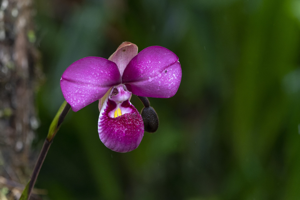 Phragmipedium kovachii