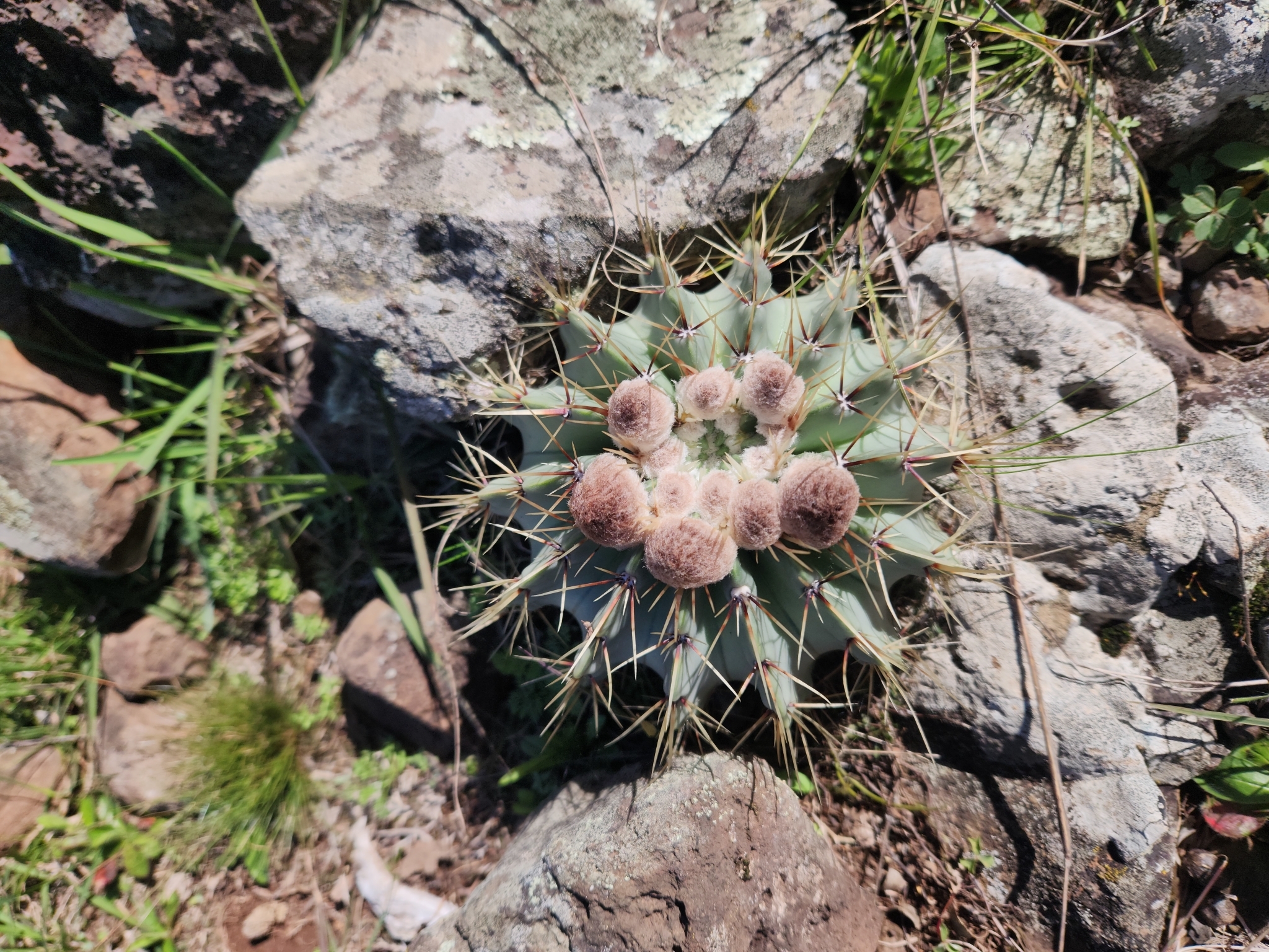 Parodia buiningii