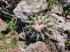 Parodia buiningii