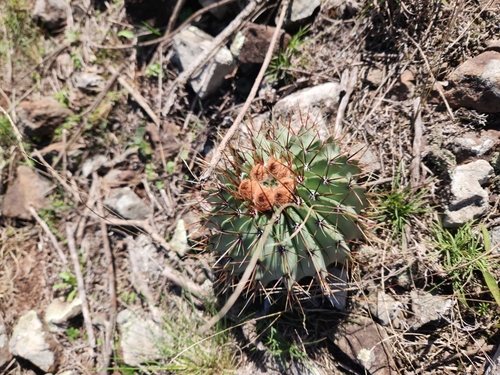 Parodia buiningii