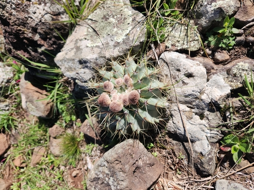 Parodia buiningii