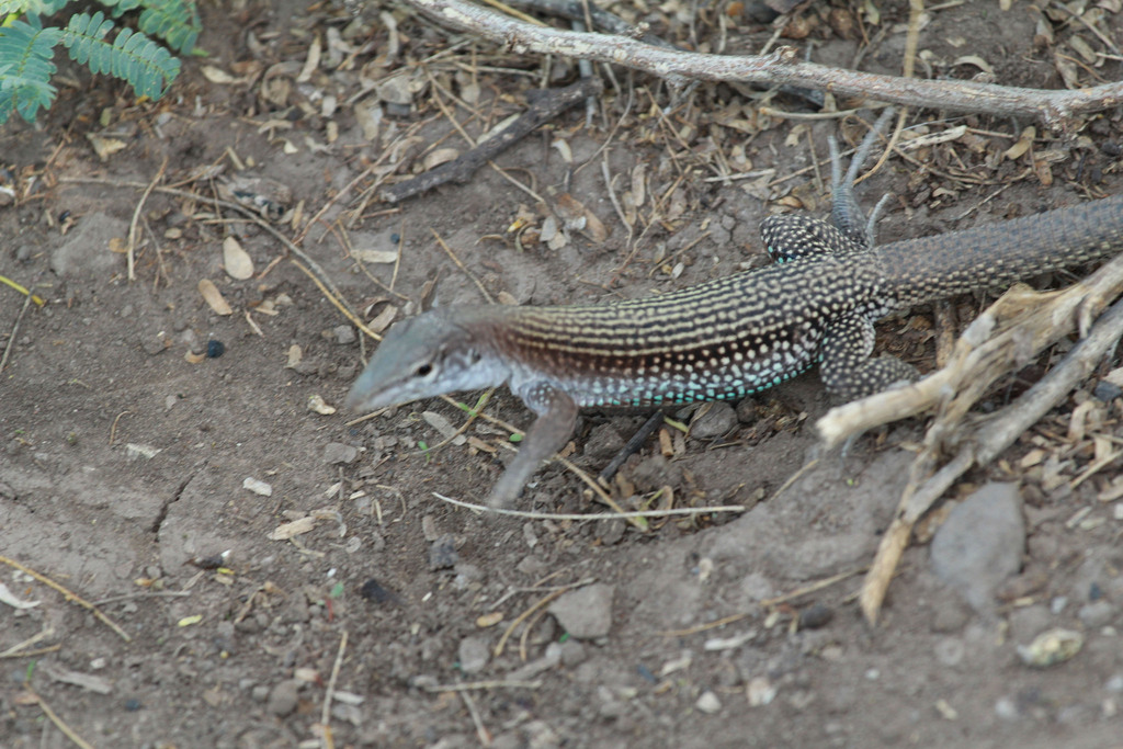 Common Ameiva
