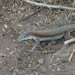 Hispaniolan Giant Ameiva - Photo (c) Ron Savage, some rights reserved (CC BY-NC-SA), uploaded by Ron Savage