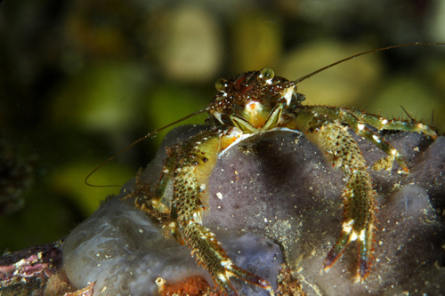 Black Squat Lobster, photo 4 of 10