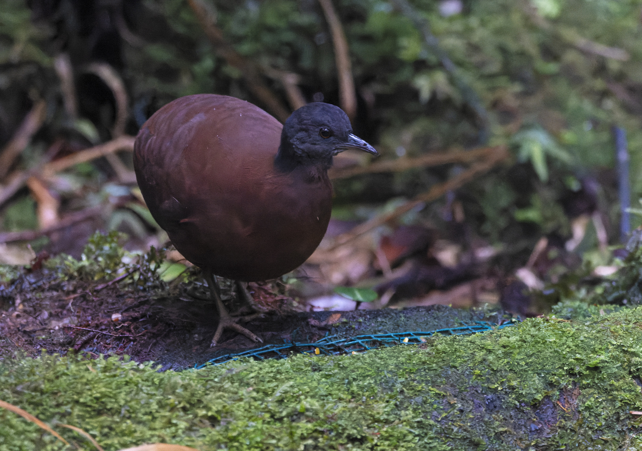 Brown Tinamou (Crypturellus obsoletus)
