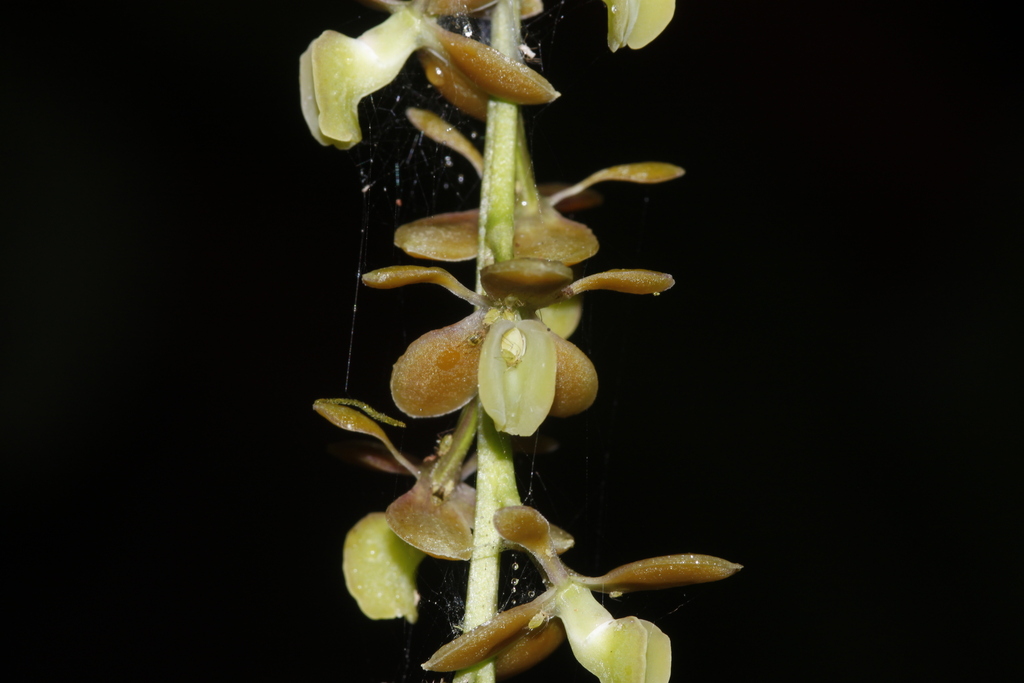 Epidendrum laucheanum Bonhof. ex Cogn. 2