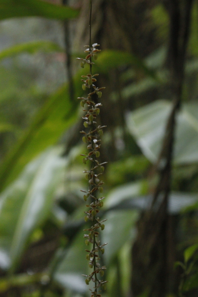 Epidendrum laucheanum Bonhof. ex Cogn. 3