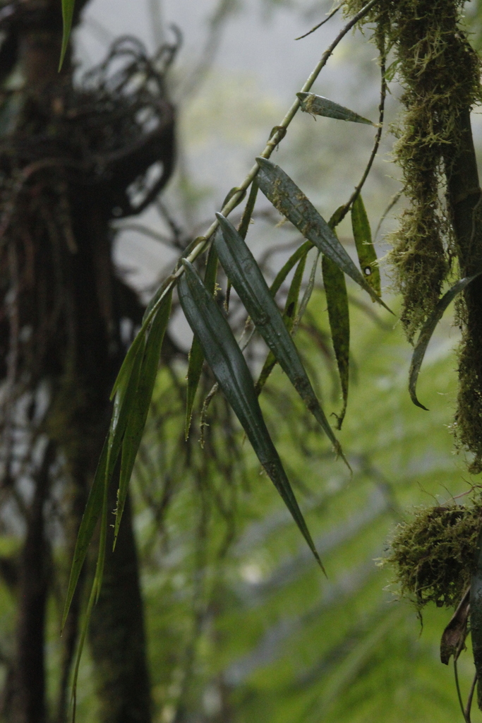 Epidendrum laucheanum Bonhof. ex Cogn. 4