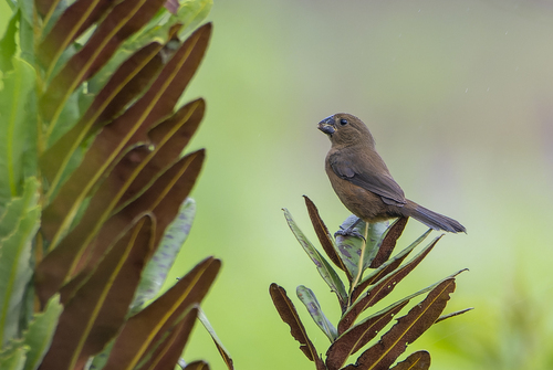 Black-billed Seed Finch (Sporophila atrirostris)