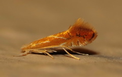 Cremastobombycia solidaginis