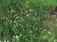 Asperula tinctoria