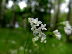 Asperula tinctoria