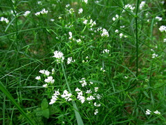 Asperula tinctoria