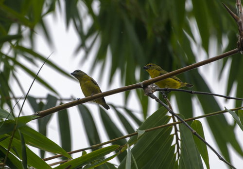 Bronze-green Euphonia (Euphonia mesochrysa), photo 2