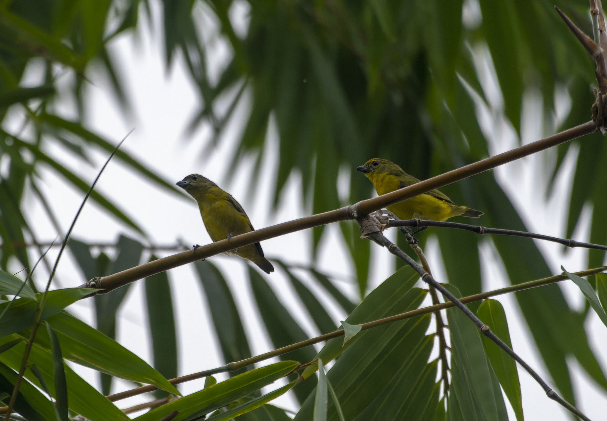 Bronze-green Euphonia illustration