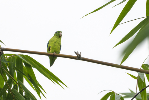 Riparian Parrotlet (Forpus crassirostris), photo 5