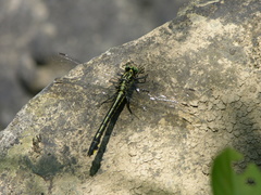 Gomphurus lineatifrons