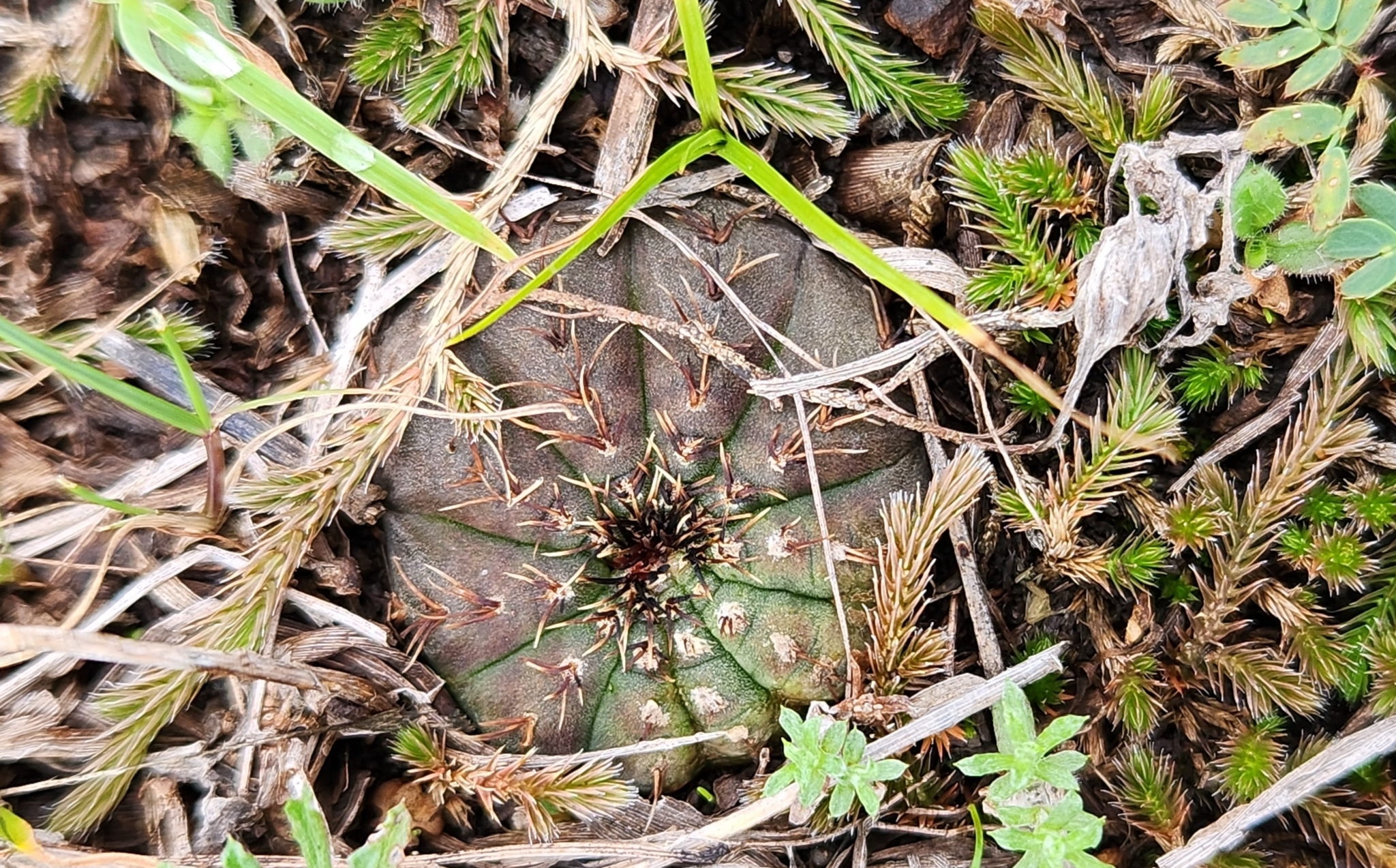 Frailea castanea