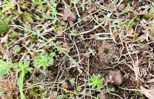 Frailea castanea