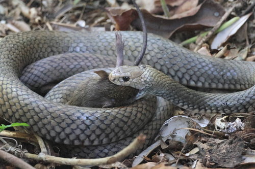 Eastern Brown Snake sighting