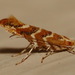 Gregarious Oak Leafminer Moth - Photo (c) Paul Bedell, some rights reserved (CC BY-NC-SA)