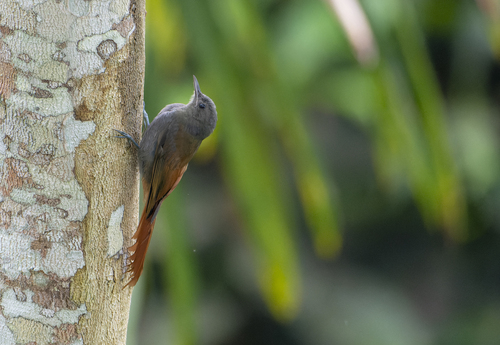 Eastern Olivaceous Woodcreeper