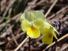 Viola eugeniae