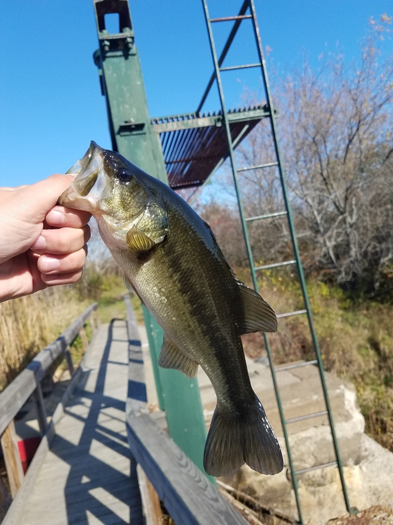 Largemouth Bass from Boardwalk loop trail, 04928, Corinna, ME 04928