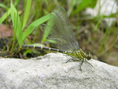 Stylogomphus