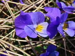 Viola eugeniae