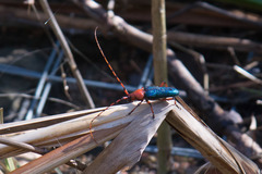 Stenaspis verticalis insignis