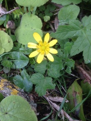 Ficaria verna