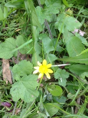 Ficaria verna