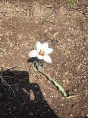 Tulipa clusiana