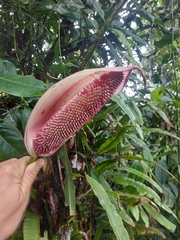Anthurium formosum