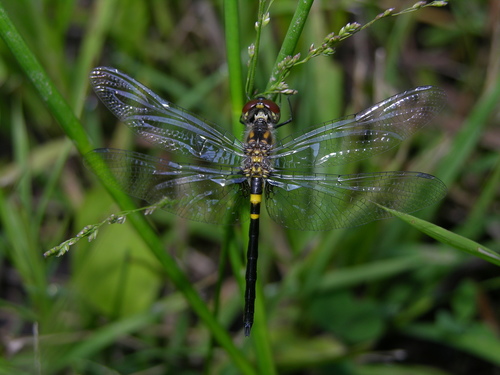 Double-ringed Pennant photo 4