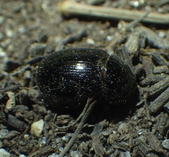 Hybosorus illigeri