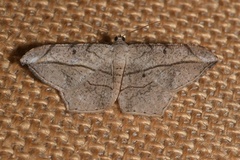 Chiasmia simplicilinea