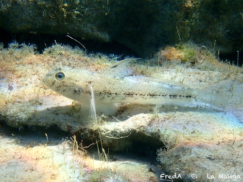 Black Goby, photo 5 of 10