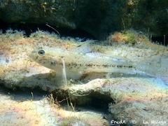 Black Goby photo 5