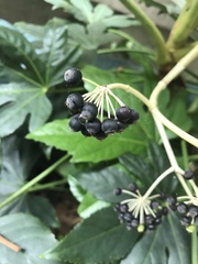 Fatsia japonica