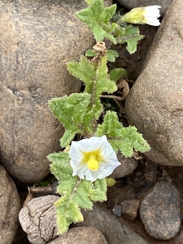 Solanum weddellii