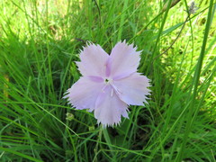 Dianthus zeyheri