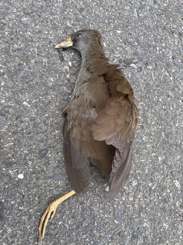 Pale-vented Bush-hen (Amaurornis moluccana), photo 5