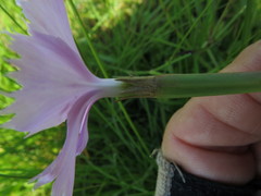 Dianthus zeyheri