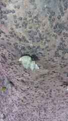 Gastropoda