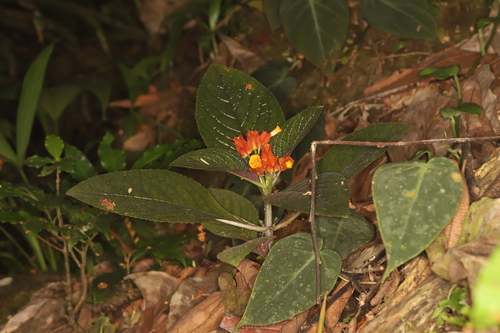 Chrysothemis pulchella