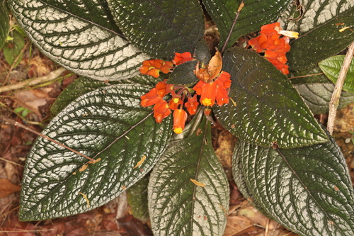 Chrysothemis pulchella
